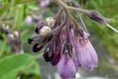 Common Comfrey