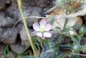 Sand-spurrey