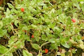 Scarlet Pimpernel