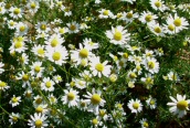 Scentless Mayweed