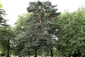 Scots Pine