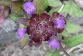 Selfheal