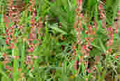 Sheep's Sorrel
