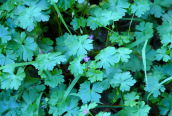 Shining Cranesbill