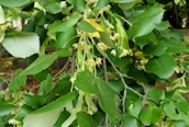 Large-leafed Lime