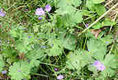 Small-flowered Cranesbill