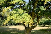 Smooth Japanese Maple