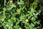 Smooth Sow-thistle