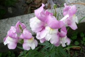 Snapdragon