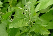 Spear-leaved Orache