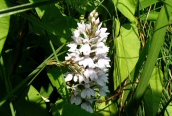 Spotted Orchid