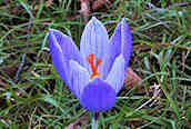 Spring Crocus