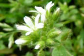 Sticky Mouse-ear