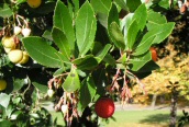 Strawberry Tree