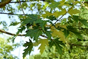 Sugar Maple