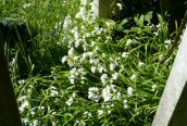 Three-cornered Garlic