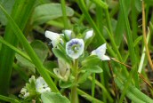 Thyme-leaved Speedwell