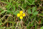 Trailing Cinquefoil