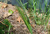 Wall Barley