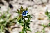 Wall Speedwell