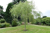 Weeping Willow