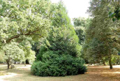 Western Red Cedar