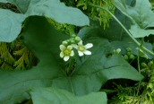 White Bryony