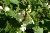 White Dead-nettle