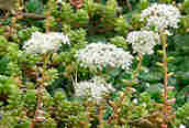 White Stonecrop