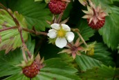 Wild Strawberry