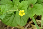Wood Avens