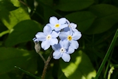 Wood Forget-me-not