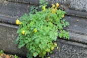 Yellow Corydalis