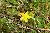 Yellow Pimpernel