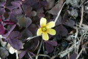Procumbent Yellow-sorrel