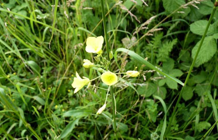 Annual Wall Rocket