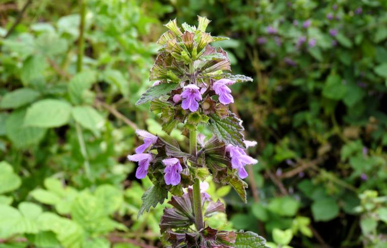 Black Horehound