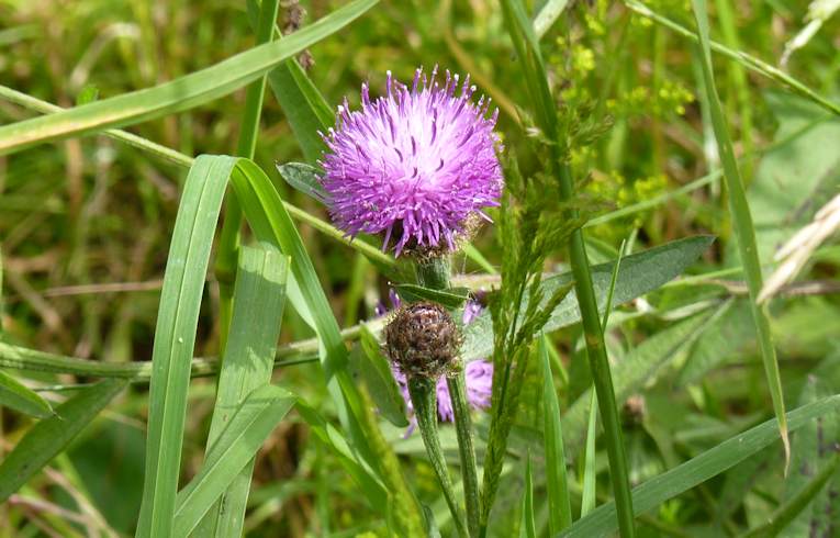 Black Knapweed