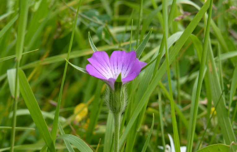 Corn Cockle