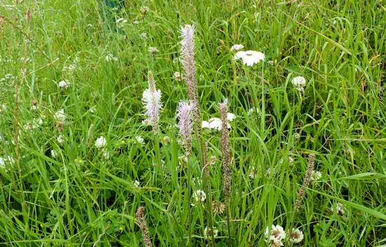 Hoary Plantain
