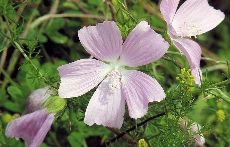 Musk Mallow