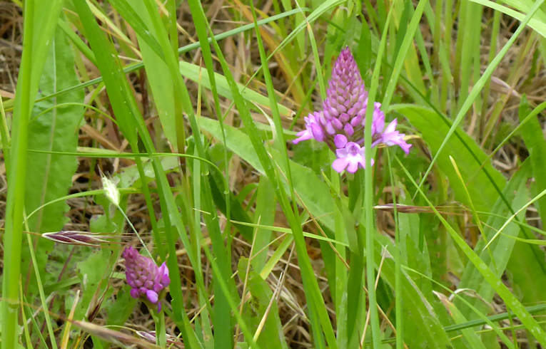 Pyramidal Orchid