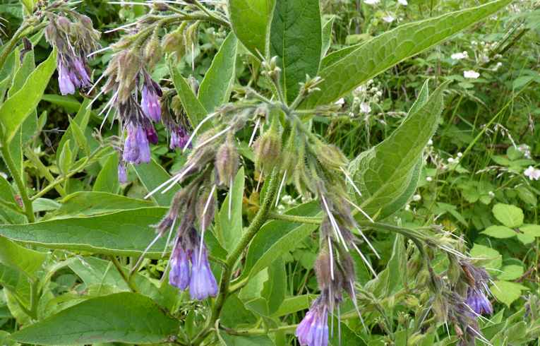 Russian Comfrey