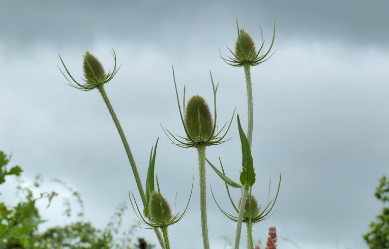 Teasel