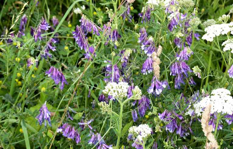 Tufted Vetch