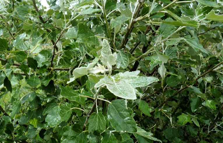 White Poplar