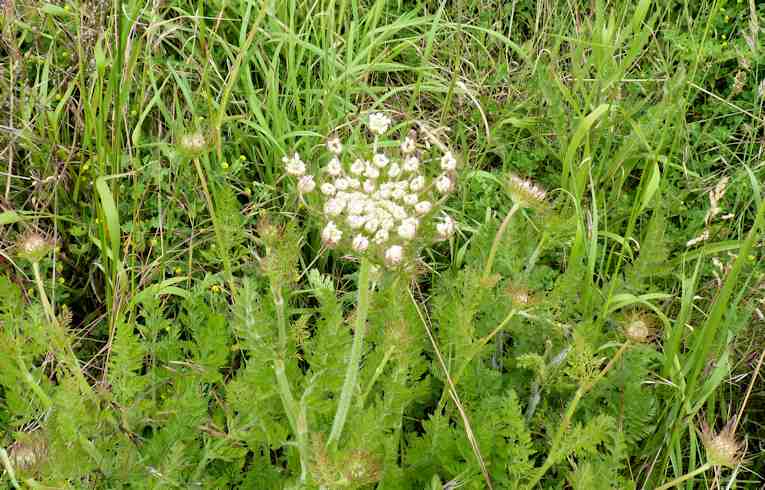 Wild Carrot