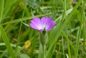 Corn Cockle