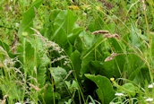 Radish