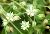 Thyme-leaved Sandwort 